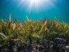 What is Project Seagrass and why do we choose to support them?